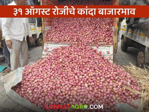 Latest news Kanda Market todays 31 august onion market prices in Pune, Solapur, Ahilyanagar districts | Kanda Market : 31 ऑगस्ट रोजी पुणे, सोलापूर, अहिल्यानगर जिल्ह्यात कांद्याला काय दर मिळाले?