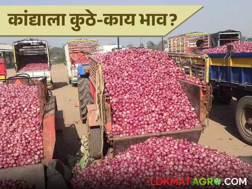 Latest News Kanda Bajar Bhav red and unhal onions getting lowest prices in solapur or paithan market? | Kanda Bajar Bhav : 'या' बाजारात लाल आणि उन्हाळ कांद्याला सर्वात कमी दर मिळतोय?