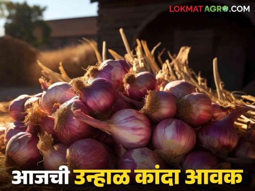 Latest News Kanda Bajarbhav Red onion arrival increased in Solapur but market down know today's market price | Kanda Bajarbhav : सोलापुरात लाल कांदा आवक वाढली, मात्र...जाणून घ्या आजचे बाजारभाव