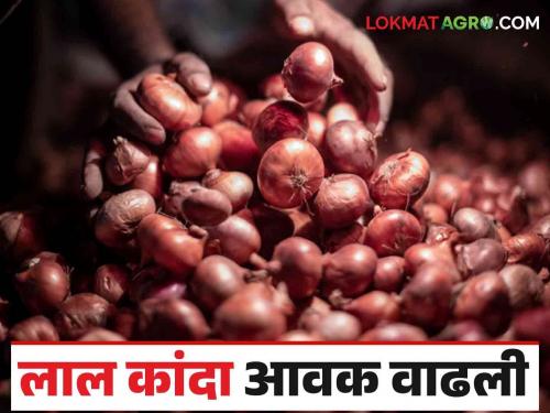 Kanda Market: Solapur or Nashik, where did red onion import increase? Read today's market prices | Kanda Market : सोलापूर की नाशिक, लाल कांद्याची आवक कुठे वाढली? वाचा आजचे बाजारभाव