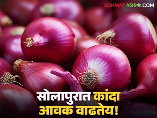 Latest News Kanda Bajarbhav 52 thousand quintals in Solapur nashik onion arrival see todays market price | Kanda Bajarbhav : सोलापूरात 52 हजार क्विंटल, तर नाशिकमध्ये कांदा आवक किती? वाचा आजचे बाजारभाव