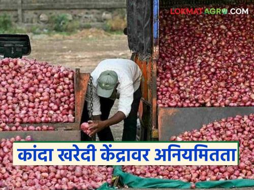 Latest news Difference between onion on record and actual onion purchased at Nafed kanda kharedi kendra | रेकॉर्डवरील कांदा अन् प्रत्यक्ष खरेदी केलेल्या कांद्यात तफावत, नाफेड खरेदी केंद्रावरील प्रकार 