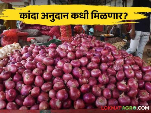 Latest news Kanda Anudan farmers of Nashik district deprived of onion subsidy, read in detail  | Kanda Anudan : नाशिक जिल्ह्यातील 'इतके' शेतकरी कांदा अनुदानापासून वंचित, वाचा सविस्तर 