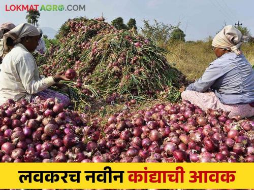 Onion harvesting will start in next 15 days in Solapur district | सोलापूर जिल्ह्यात येत्या १५ दिवसात कांदा काढणीला होणार सुरवात