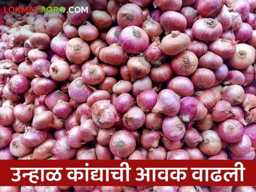 Kanda Bajarbhav : What is the price of onion in Nashik, Solapur, Pune market? Read in detail | Kanda Bajarbhav : नाशिक, सोलापूर, पुणे बाजारात कांद्याला काय भाव मिळतोय? वाचा सविस्तर