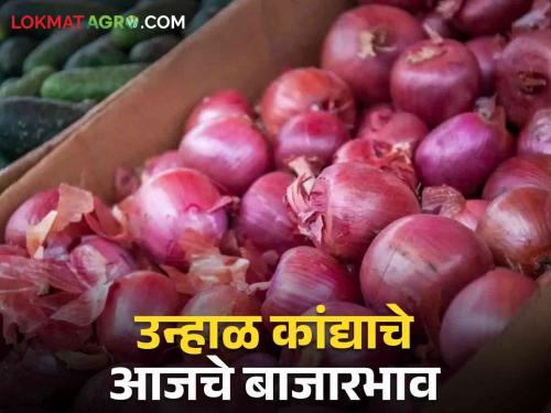 Latest News Kanda Bajarbhav today onion market price Pune read in details | Kanda Bajarbhav : पुण्यात कांद्याची आवक वाढली, आज काय बाजारभाव मिळाला? 