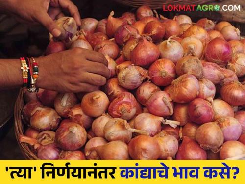 Latest news Today Kanda Bajarbhav Onion market price in Lasalgaon market after relaxation of export conditions, know in detail  | Today Kanda Bajarbhav : निर्यात अट शिथिलतेनंतर लासलगाव मार्केटमधील कांदा बाजारभाव, जाणून घ्या सविस्तर 