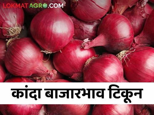 Latest news Onion market price in Nashik district, kanda market rate of last seven days?  | Kanda Bajarbhav : नाशिक जिल्ह्यात कांदा बाजारभाव टिकून, मागील सात दिवसांचा दर कसा राहिला? 