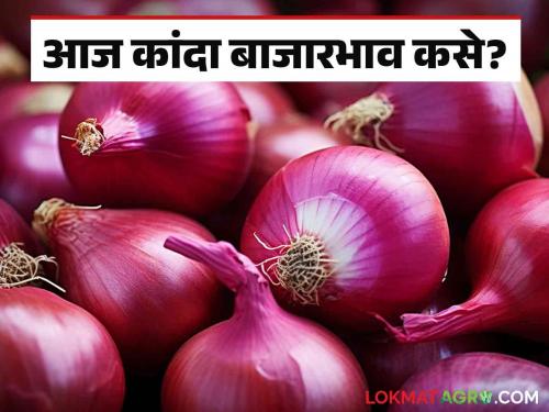 Latest News Kanda Bajarbhav Inflow in Solapur market falls, Onion rate Increased see todays kanda market price | Kanda Bajarbhav : सोलापुर बाजारात आवक घसरली, दरात सुधारणा, वाचा आजचे कांदा बाजारभाव