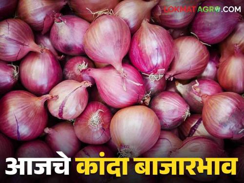 Latest News Kanda Bajarbhav Inflow of 74 thousand quintals of red onion in Solapur, Nashik district, todays onion market update | Kanda Bajarbhav : सोलापूर, नाशिक जिल्ह्यात लाल कांद्याची 74 हजार क्विंटलची आवक, वाचा आजचे बाजारभाव