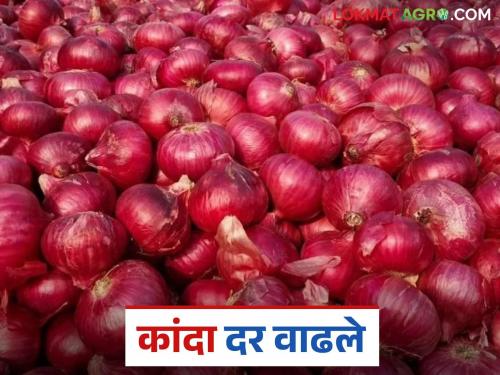 Kanda Bajar Bhav : Increase in onion market price in Pathardi Bazaar Committee; How did onion get the number one price? | Kanda Bajar Bhav : पाथर्डी बाजार समितीमध्ये कांदा बाजारभावात वाढ; एक नंबर कांद्याला कसा मिळाला दर?