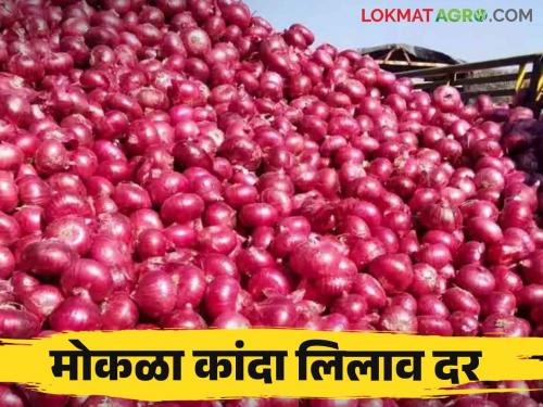 Kanda Bajar Bhav : Demand for Golti type onion from other state How is the get price in Srirampur market committee? | Kanda Bajar Bhav : गोल्टी कांद्यास परराज्यातून मागणी.. श्रीरामपूर बाजार समितीत कसा मिळतोय दर