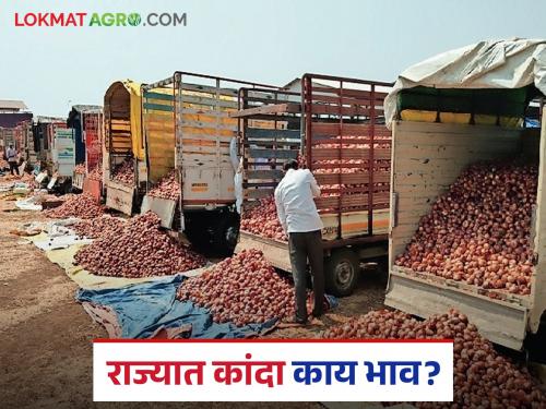Latest News Kanda Market Prices fell in Solapur market, see todays Lasalgaon kanda market price on 6th august | Kanda Market : सोलापूर बाजारात दर घसरले, लासलगाव कांदा मार्केटला काय दर मिळाला? 