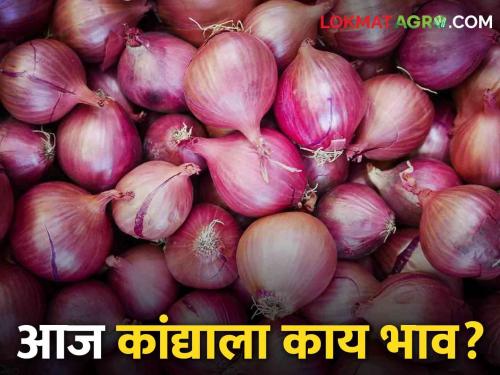 latest News Todays Onion Bajarbhav in nagpur and nashik market yard check here | Onion Bajarbhav : नागपुरात पांढऱ्या कांद्याला काय भाव मिळाला? वाचा आजचे बाजारभाव 