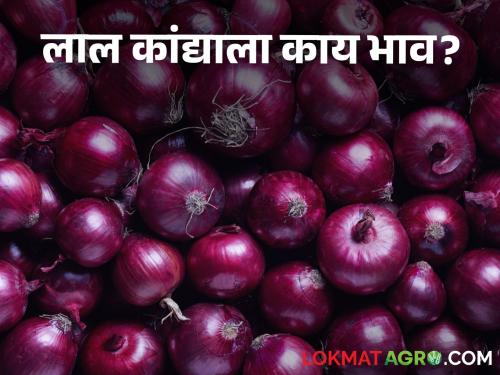 Latest news Todays Onion Bajarbhav In nashik market yards check here onion market price | Onion Bajarbhav : रामटेक बाजारात उन्हाळ कांद्याला काय भाव मिळाला? वाचा सविस्तर बाजारभाव