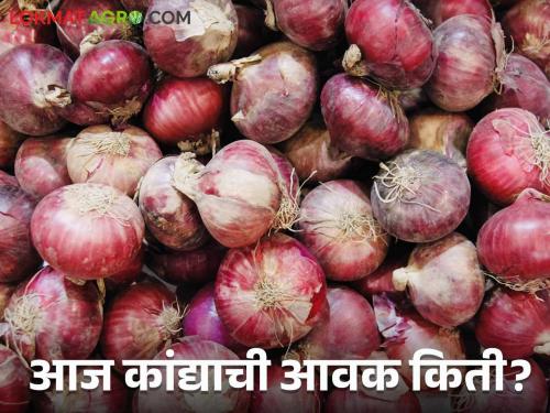 Latest News Kanda Bajarbhav 30 thousand quintal onion arrival in Solapur kanda market Know today's market price | Kanda Bajarbhav : सोलापुरात लाल कांदा किती आला? जाणून घ्या आजचे बाजारभाव