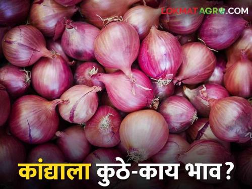 Latest News Todays Summer Onion Bajarbhav In kanda market yard check here | Onion Bajarbhav : आज उन्हाळ कांद्याला कुठे-काय भाव मिळाला? जाणून घ्या सविस्तर बाजारभाव