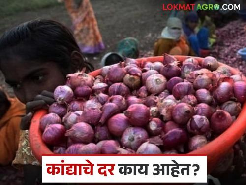 latest News Kanda Market see unhal, golti, lal and white onion market prices in maharashtra | Kanda Market : उन्हाळसह लाल, गोल्टी, पांढऱ्या कांद्याला काय दर मिळतोय, वाचा सविस्तर 