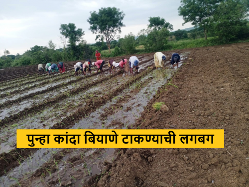 Latest News Onion Seed Sowing Time to sow summer onion seeds for the first time in third stage, read in detail   | Onion Seed Sowing : पहिल्यांदाच तिसऱ्या टप्प्यात उन्हाळ कांद्याचे बियाणे टाकण्याची वेळ, वाचा सविस्तर  