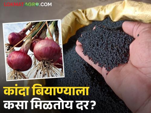 Farmers are inclined towards onion cultivation due to good rains; How are onion seeds getting the best price? | चांगल्या पावसामुळे कांदा लागवडीकडे शेतकऱ्यांचा कल; कांदा बियाण्याला कसा मिळतोय दर?