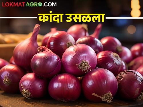 As the export ban lifted, onion market prices increased in the nagar; How are you getting the rate? | Onion Market निर्यातबंदी उठल्याने नगरमध्ये कांदा बाजारभाव वाढला; कसा मिळतोय दर