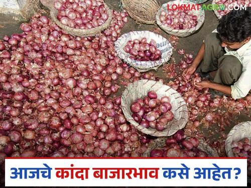 Latest News Kanda Bajar Bhav Todays Unhal Kanda Market In Pimpalgaon Kanda Market | कल्याण बाजारात नंबर एक, तर पिंपळगाव बाजारात उन्हाळ कांद्याला चांगला भाव 