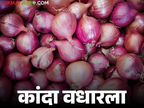 Kanda Bajar Bhav : Onion price increase in Chakan Market Committee; How is the price being obtained? | Kanda Bajar Bhav : चाकण बाजार समितीत कांद्याच्या दरात वाढ; कसा मिळतोय दर?