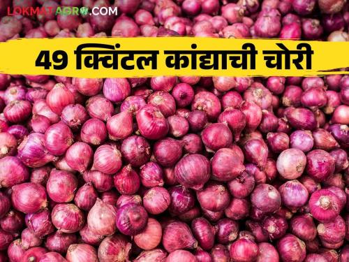 latest News Kanda Theft 49 quintals of onions were stolen from a godown during Diwali | Kanda Theft : कांदा चोरीच्या घटना वाढल्या, ऐन दिवाळीत गोदामातून ४९ क्विंटल कांद्याची चोरी