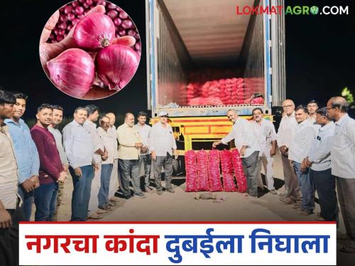 Farmers from Nagar district find onion in Dubai market; 29 tons of onion sent to Dubai | नगर जिल्ह्यातील शेतकऱ्यांनी कांद्याला शोधले दुबईचे मार्केट; २९ टन कांदा दुबईला रवाना