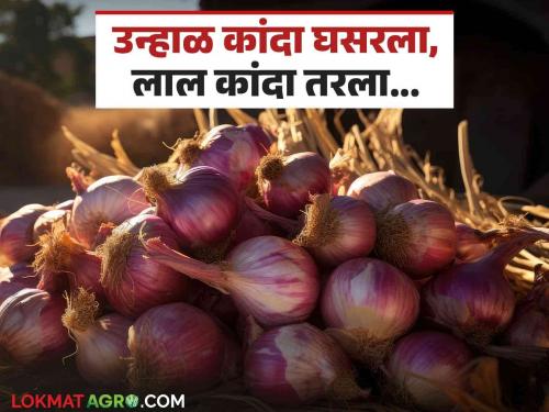 Latest News Weekly Kanda Market Summer onion fell, red onion rate increased Last week's market price  | Weekly Kanda Market : उन्हाळ कांदा घसरला, लाल कांदा तरला... मागील आठवड्यातील बाजारभाव 