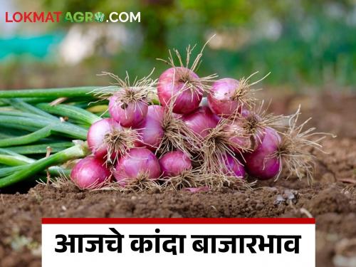 Latest News Kanda Bajarbhav summer onions arrival increased in Nashik see market price | Kanda Bajarbhav : नाशिकमध्ये उन्हाळ कांद्याची आवक वाढली, वाचा आजचे बाजारभाव