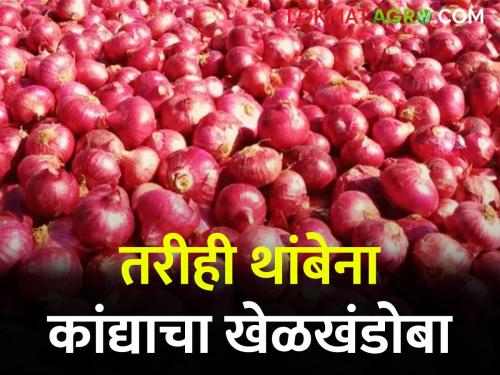 Latest News NAFED and NCCF should purchase onion at rate of Rs.4 thousand per quintal | Onion Issue : कांद्याने निवडणुकीत रडवलं तरीही कांदा धोरणाबाबत उदासिनताचं... वाचा सविस्तर 