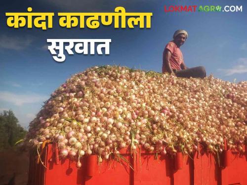 Onion harvesting has started in this taluka where onion has been planted on 3953 hectares | तब्बल ३९५३ हेक्टरवर कांद्याची लागवड केलेल्या या तालुक्यातील कांदा काढणीला सुरवात