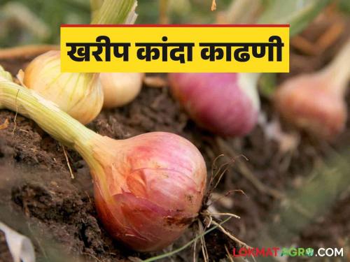 Latest News Kharif Kanda Kadhani take care during onion harvesting in Kharif Know in detail  | Kharif Kanda Kadhani : खरीपातील कांदा काढणीदरम्यान काय काळजी घ्यावी? जाणून घ्या सविस्तर 