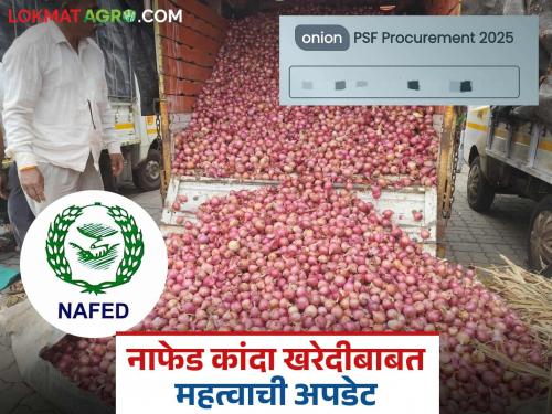 Latest News Nafed kanda kharedi Nafed Onion Purchase Registration Started, How to Register | नाफेड कांदा खरेदीची प्रतीक्षा संपली, नोंदणी झाली सुरु, अशी करा नाव नोंदणी? 