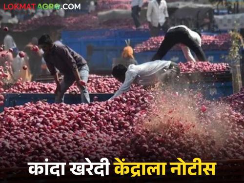 Latest News nafed Kanda Kharedi Nashik District Deputy Registrar issues notice for purchase of onions procurement center | अवसायानातील केंद्राकडून कांद्याची खरेदी, नाशिक जिल्हा उपनिबंधकांनी बजावली नोटीस