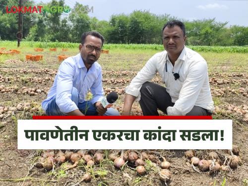latest News Kanda Crop damage In Rain Not a single onion was left fit for market | Kanda Crop Damage : एकही कांदा बाजार नेण्याजोगे राहिला नाही, पावसानं होत्याचं नव्हतं केलं!