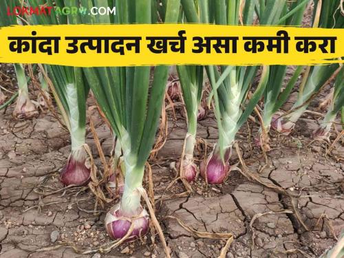 These low cost solutions for onion pests and diseases without using expensive pesticides | कांद्यावरील कीड व रोगांसाठी महागडी औषध न वापरता करा हे कमी खर्चातील उपाय