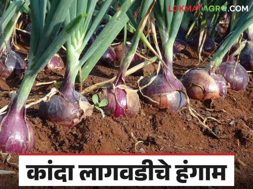 Kanda Lagwad : How to plan your cultivation for when to bring your onion in to the market | Kanda Lagwad : मार्केटमध्ये आपला कांदा कधी आणायचा यासाठी कसे कराल लागवडीचे नियोजन