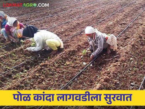 Latest news comeback of rains, start of onion cultivation in Nashik district, read in detail  | Onion Cultivation : पावसाचे दमदार कमबॅक, नाशिक जिल्ह्यात कांदा लागवडीला सुरवात, वाचा सविस्तर 