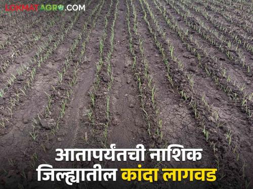 Latest News Kanda Lagvad 47 thousand hectares of kharif onion cultivation in Nashik district | Kanda Lagvad : आतापर्यंत नाशिक जिल्ह्यात कांदा लागवड किती झाली? 'हा' तालुका आघाडीवर 