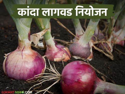 How to plan onion planting according to the season to get a good price for onions? | कांद्याला चांगला दर मिळण्यासाठी हंगामानुसार कसे कराल कांदा लागवड नियोजन?