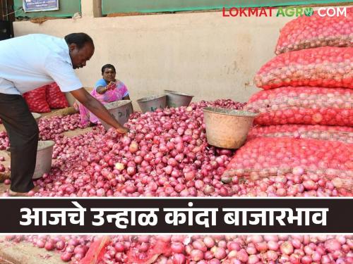 Latest News Kanda Bajarbhav Pune, city market price of onion highest price per quintal, see details | Kanda Bajarbhav : पुणे, नगर बाजारात कांद्याला क्विंटलमागे 'इतके' रुपये भाव, वाचा आजचे बाजारभाव