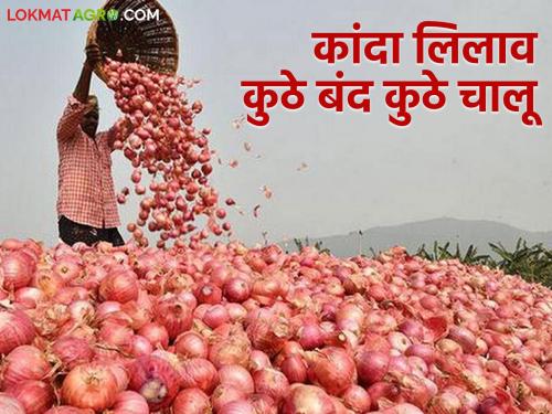 Latest news Kanda Bajarbhav On Dasara, onion arrives in Lasalgaon market, red onion purchase starts in Baglan  | Dasara Kanda Bajarbhav : दसऱ्याला लासलगाव मार्केटला कांदा आवक, तर बागलाणला लाल कांदा खरेदी प्रारंभ 