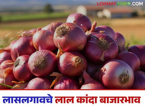 Latest News Lal Kanda Market Lasalgaon kanda market falls again,see todays kanda bajarbhav Read in detail | Lal Kanda Market : लासलगाव बाजारात पुन्हा घसरण, लाल कांद्याला काय भाव मिळाला? वाचा सविस्तर