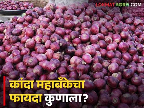 Kanda Mahabank: Who will benefit from Onion Mahabank in Solapur? | Kanda Mahabank: सोलापुरात होणाऱ्या कांदा महाबँकेचा फायदा नक्की कुणाला होणार?