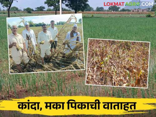 Latest News Nashik Crop Damage Onion crops lost, Maize crops also destroyed, losses in Nashik district  | Nashik Crop Damage : 'कांदा हात रोप हातचे गेले, मका शेतीही जमीनदोस्त', नाशिक जिल्ह्यातील नुकसान 