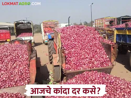 Latest News kanda market Read in detail what price onion got in Solapur, Nagpur and Nashik kanda market | Kanda Market : सोलापूर, नागपूरसह नाशिकमध्ये कांद्याला काय दर मिळाला, वाचा सविस्तर 