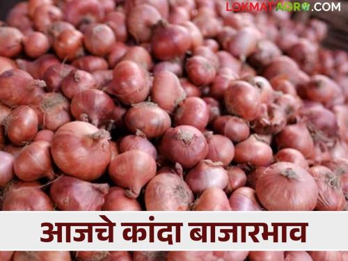 Latest News Kanda Bajarbhav Chinchwad onion price in Junnar market, see today market price | Kanda Bajarbhav : जुन्नर बाजारात चिंचवड कांद्याची चलती, आज काय भाव मिळाला? 