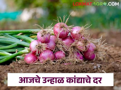 Latest News Kanda Bajarbhav onion market price in Nashik, Solapur, ahmednagar district see details | Kanda Bajarbhav : नाशिक, सोलापूर, नगर जिल्ह्यात कांद्याला काय भाव? वाचा आजचे बाजारभाव